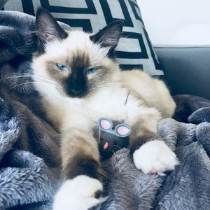 Meet your Posher, Maxine